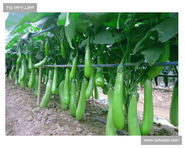 高地红石榴种植技巧及高产丰收的关键要点分享 高地红石榴种植技巧及高产丰收的关键要点分享